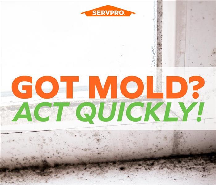 Act quickly if you have mold